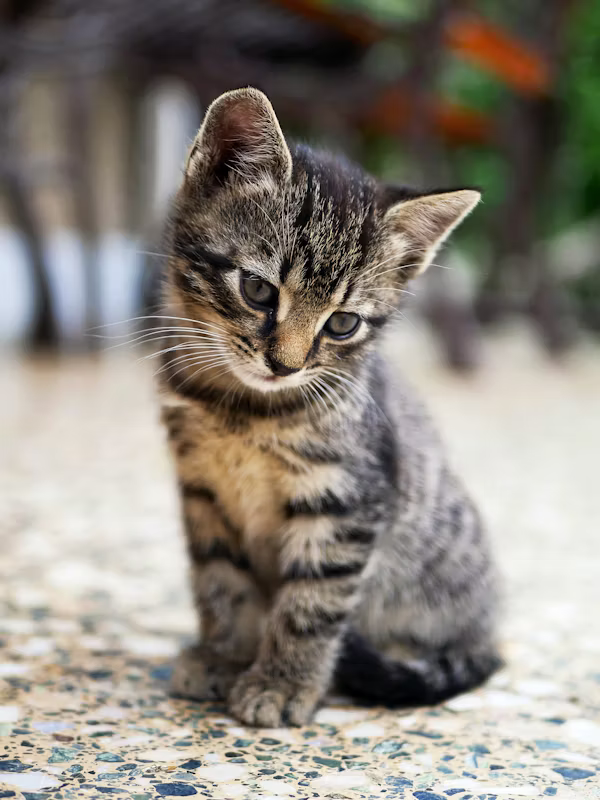Clover, available for adoption