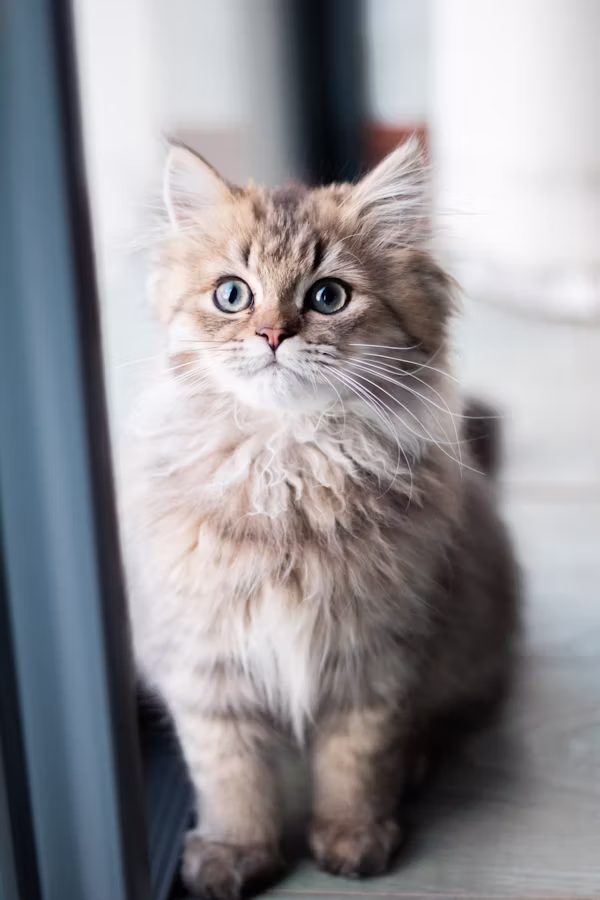 Pepper, available for adoption