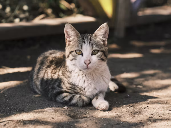 Biscuit, available for adoption