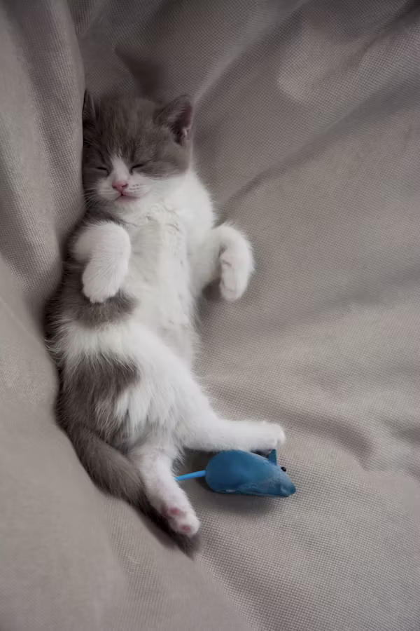 Misty, available for adoption